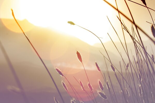 Plantes sur fond de lumière du soleil