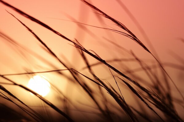 Vista del tramonto dal basso tra il grano