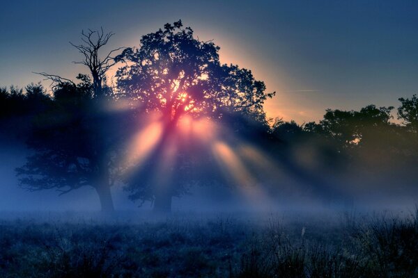 सूरज सूर्यास्त के समय अपनी किरणों के साथ पेड़ में प्रवेश करता है