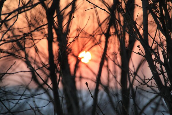 A tree in winter is a beautiful nature