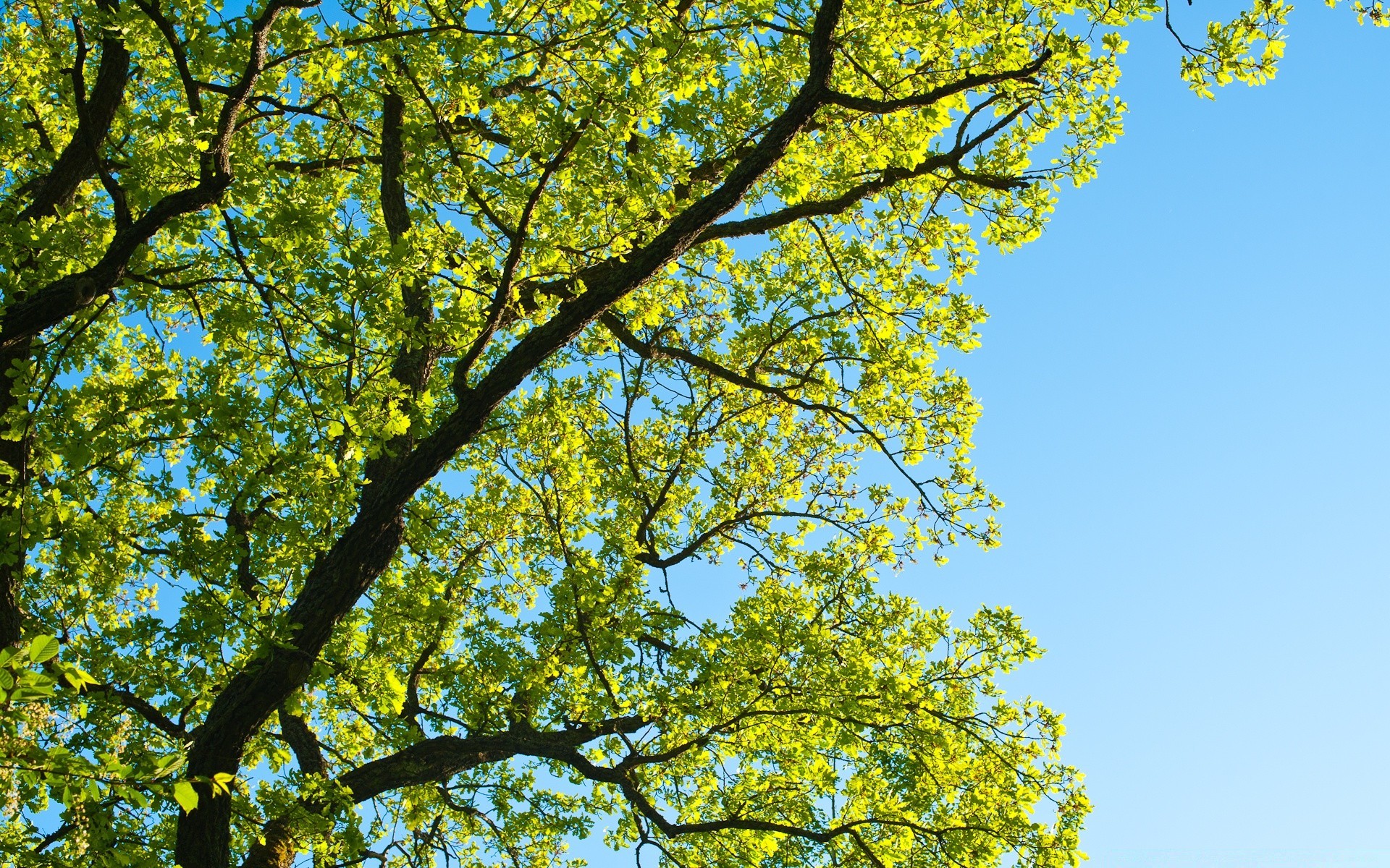 the sky tree leaf branch landscape nature fall season wood park fair weather sun environment bright growth outdoors scenic summer scene flora