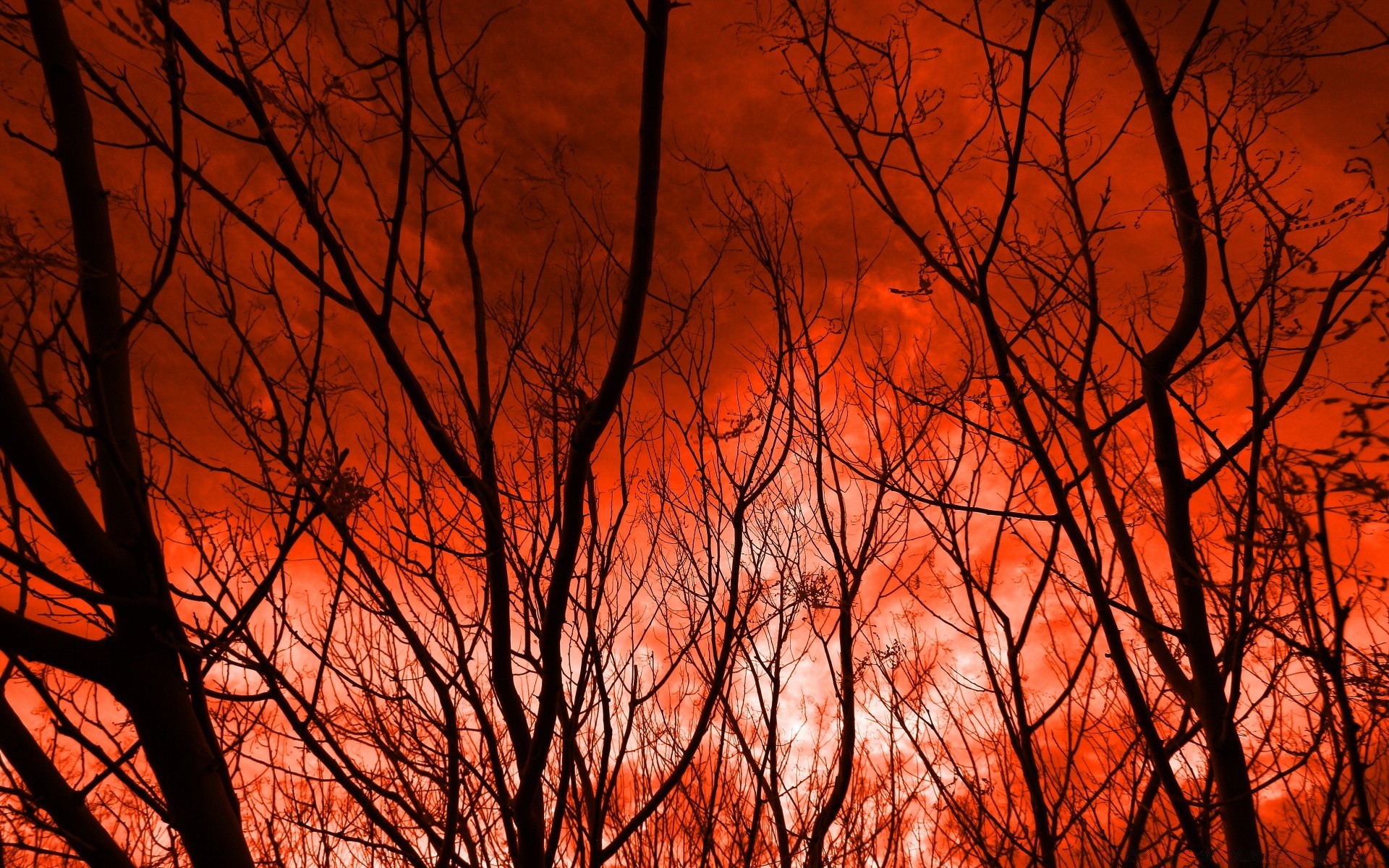 the sky fall tree dawn wood backlit nature bright silhouette leaf sun landscape fair weather