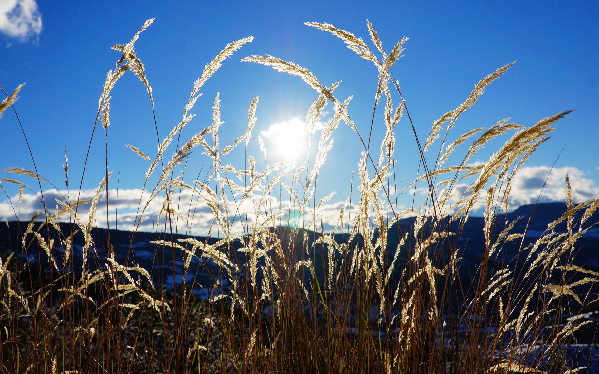 the sky cereal wheat rural corn growth summer bread sun pasture sky straw grass nature crop field seed outdoors fair weather landscape