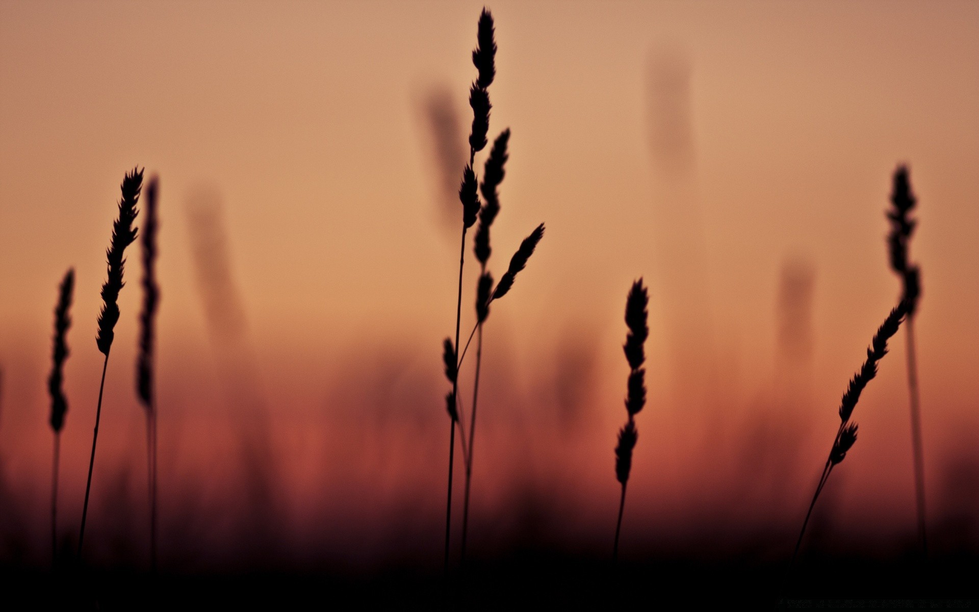 cielo tramonto alba sole natura silhouette rurale cielo fiocchi grano bel tempo campo illuminato erba crescita estate paesaggio fattoria all aperto luce