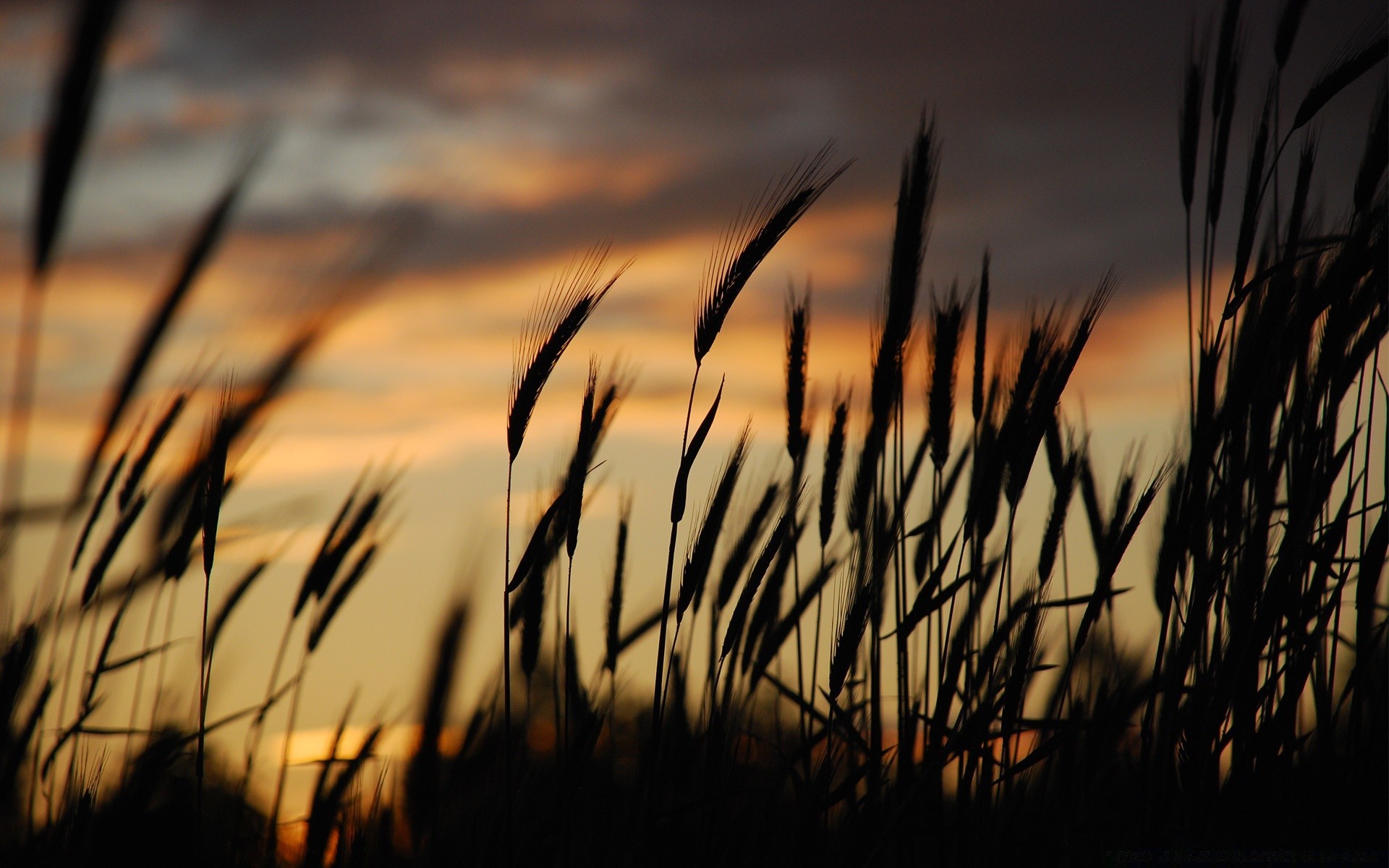 himmel sonnenuntergang dämmerung sonne flocken weizen natur ländlichen feld gras bauernhof landschaft wachstum mais sommer silhouette ernte weide licht gold