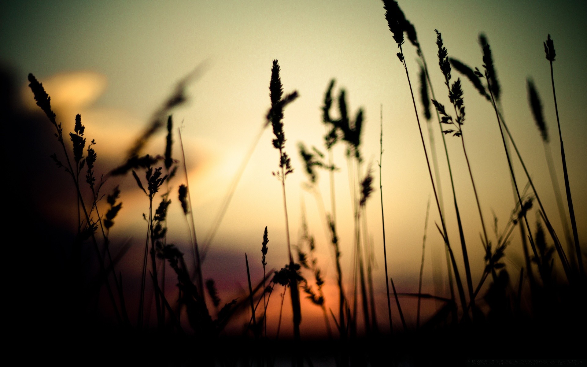 cielo sol puesta de sol amanecer campo silueta crecimiento hierba cereales rural naturaleza verano granja iluminado trigo buen tiempo cielo semilla luz paisaje pasto