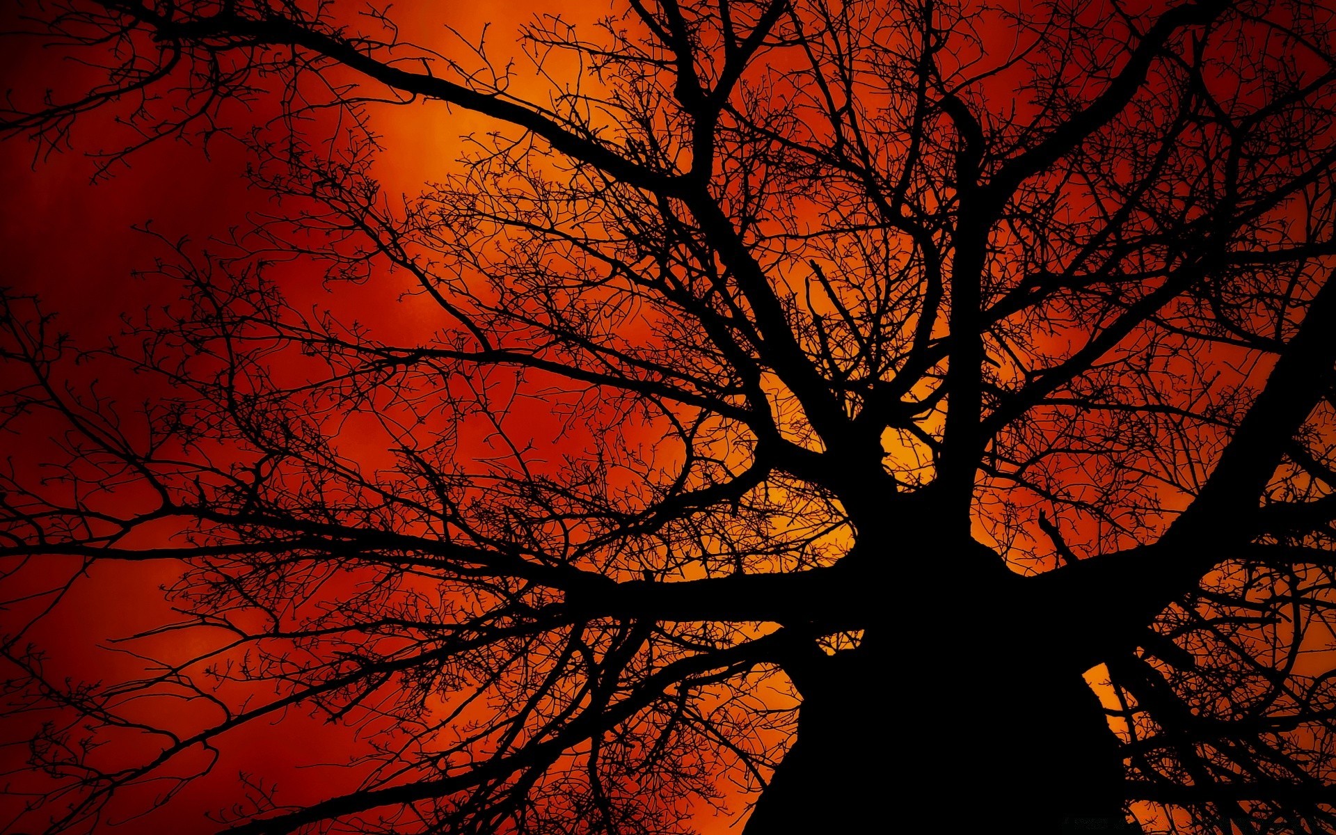 the sky fall tree backlit dawn silhouette wood nature sun landscape sunset leaf branch evening fair weather desktop bright light