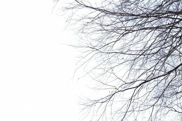 Arbre tombé d hiver sur le bureau