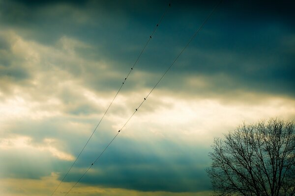 Oiseaux sur les fils sur fond de ciel nuageux