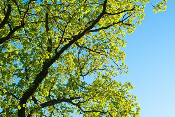 Delicadas hojas florecientes contra el cielo azul