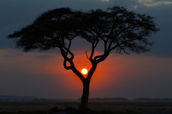 Landschaft Sonnenuntergang mit ungewöhnlichem Baum