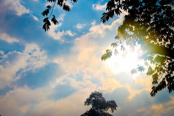 O sol ilumina o verde das árvores