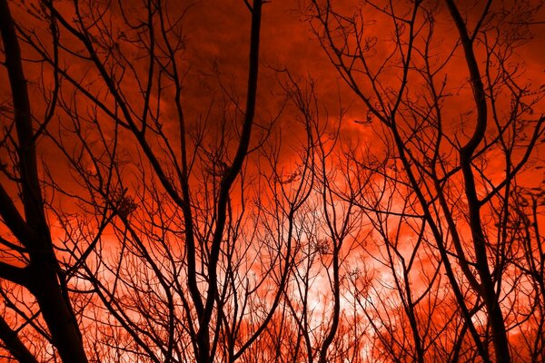 Ein roter Sonnenuntergang wird durch die Bäume durchbohrt