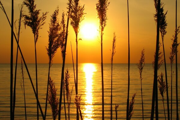 Grass by the water at sunset