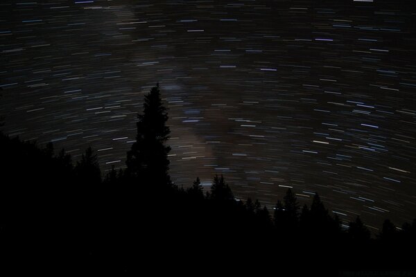 Il ciclo delle stelle nel cielo notturno sopra la foresta