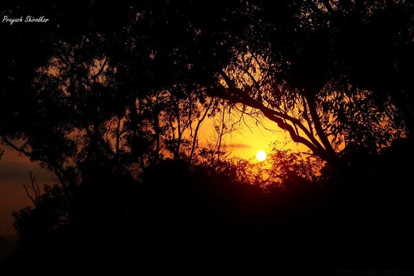 Silhouette-arbre sur fond de paysage sur le ciel