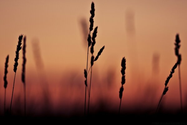 Silhouettes d épillets sur fond flou coucher de soleil