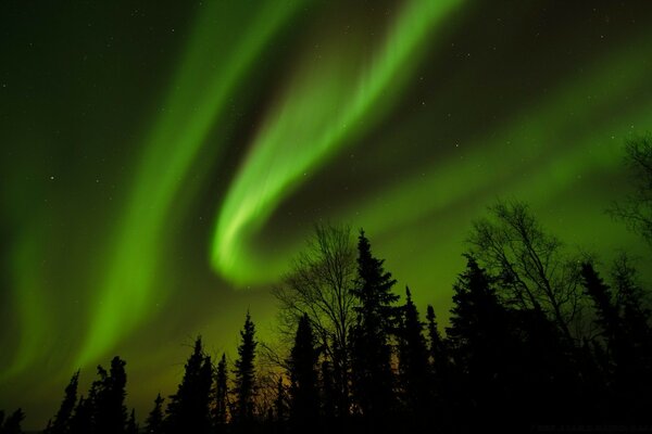 Aurora boreal en el fondo del bosque