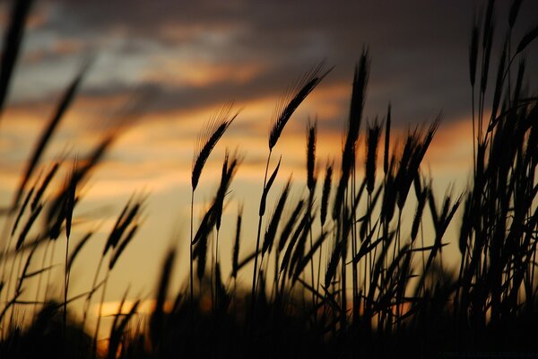 Sunset in the middle of wheat fields