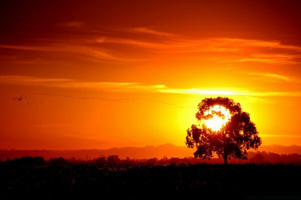 Árbol solitario al atardecer