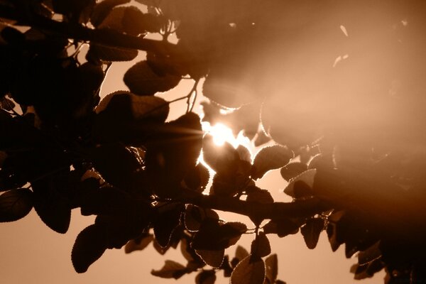 Silhouette of light in the foliage at dawn