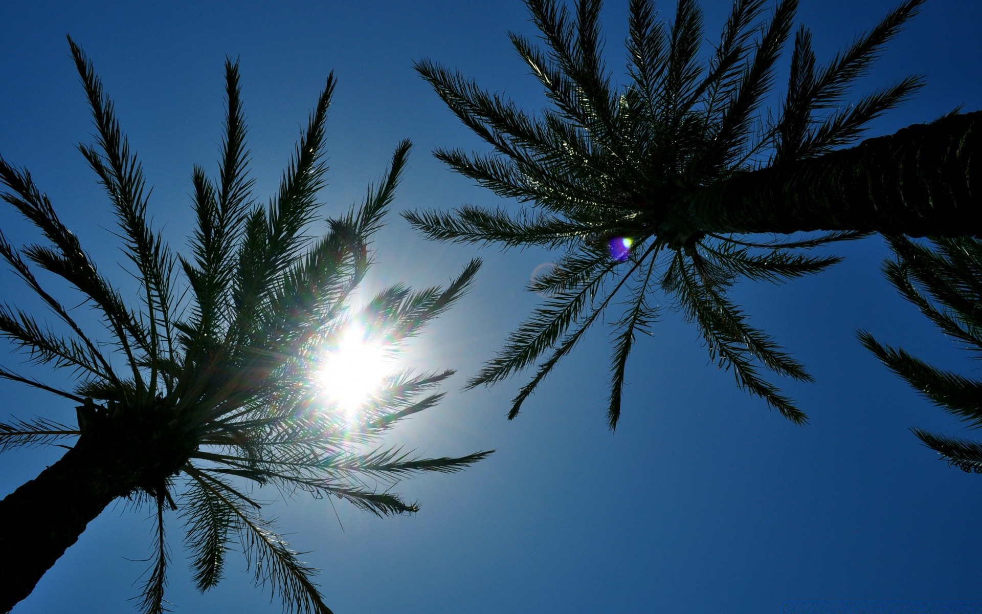 céu árvore sol praia céu natureza luz verão palma ao ar livre tropical bom tempo área de trabalho férias