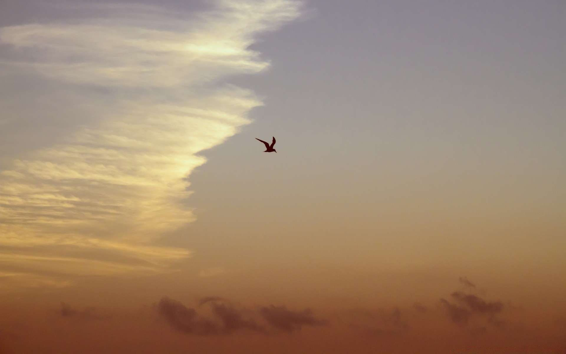 ciel coucher de soleil ciel soir aube oiseau rétro-éclairé avion silhouette vol soleil avion crépuscule paysage lumière du jour brouillard plage action voler cerf-volant