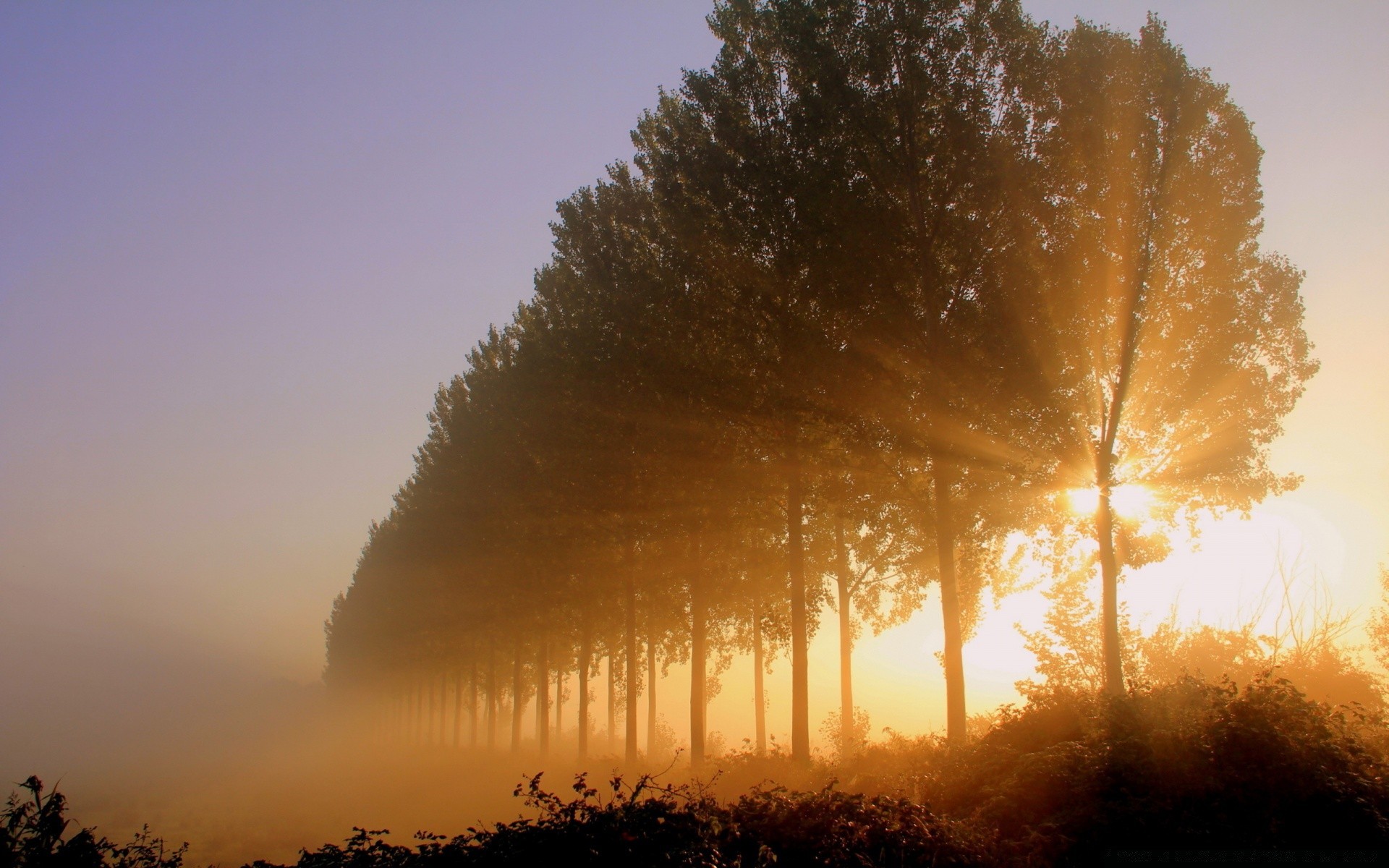 ciel aube brouillard arbre coucher de soleil soleil brouillard paysage nature à l extérieur automne rétro-éclairé beau temps hiver soir bois campagne lumière ciel météo