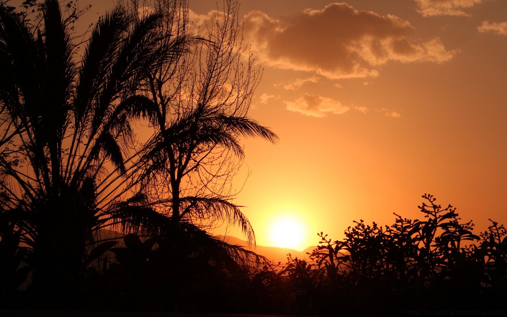 cielo tramonto alba silhouette sole sera illuminato albero crepuscolo cielo paesaggio natura luce bel tempo all aperto