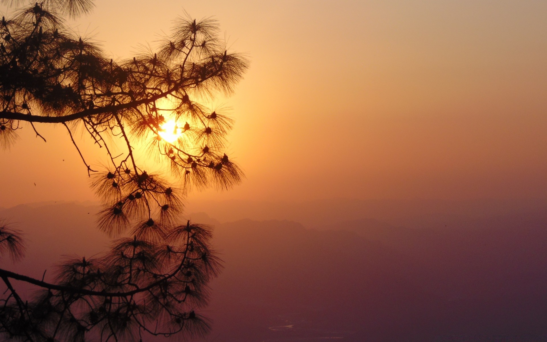 cielo tramonto alba sera silhouette albero crepuscolo paesaggio illuminato sole luce cielo nebbia natura