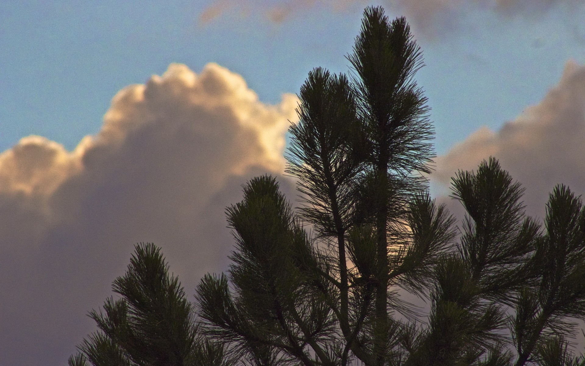 the sky tree outdoors sunset dawn landscape sun nature sky fog fair weather wood winter evening weather evergreen conifer daylight backlit dusk