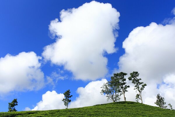 Alberi rari sono attratti da enormi nuvole