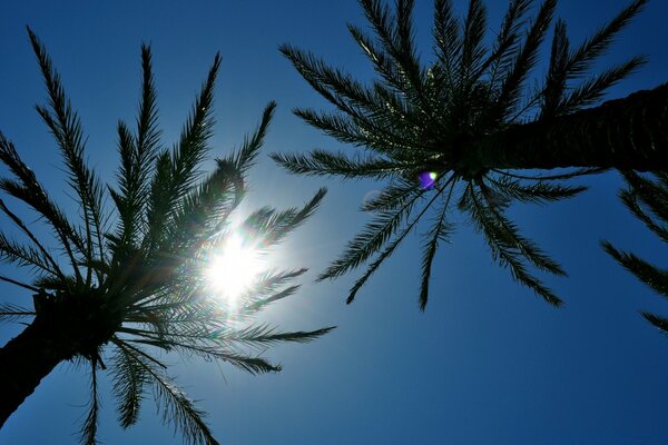 El sol en la playa se cuela a través de un árbol