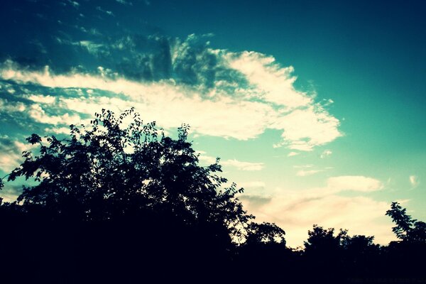 A tree against the background of the evening sky