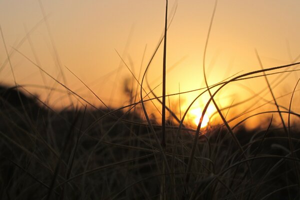 Alba nel campo. Tramonto. Verde