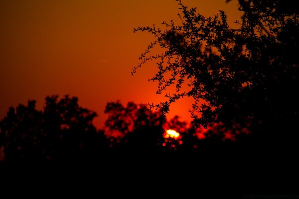 Pôr do sol com árvores em primeiro plano