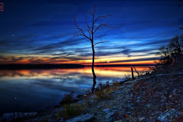 Paysage d arbre nu dans la soirée sur fond de coucher de soleil