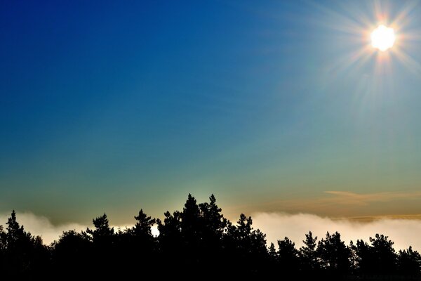 Sol sobre las copas de los pinos