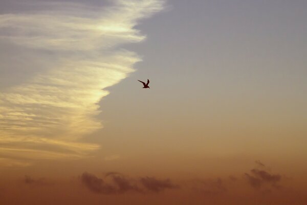 Pájaro en el cielo contra el cielo