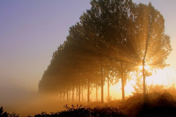 Albero all alba nella nebbia