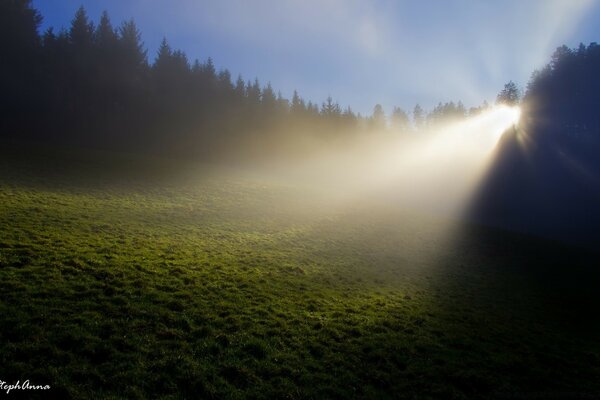 Le soleil illumine la clairière du matin