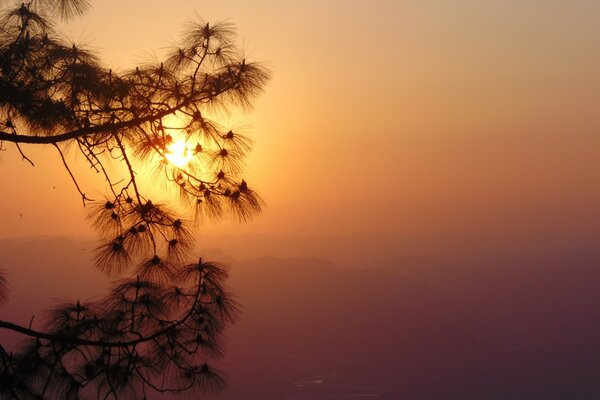 Silhouette of a Christmas tree against the sunset