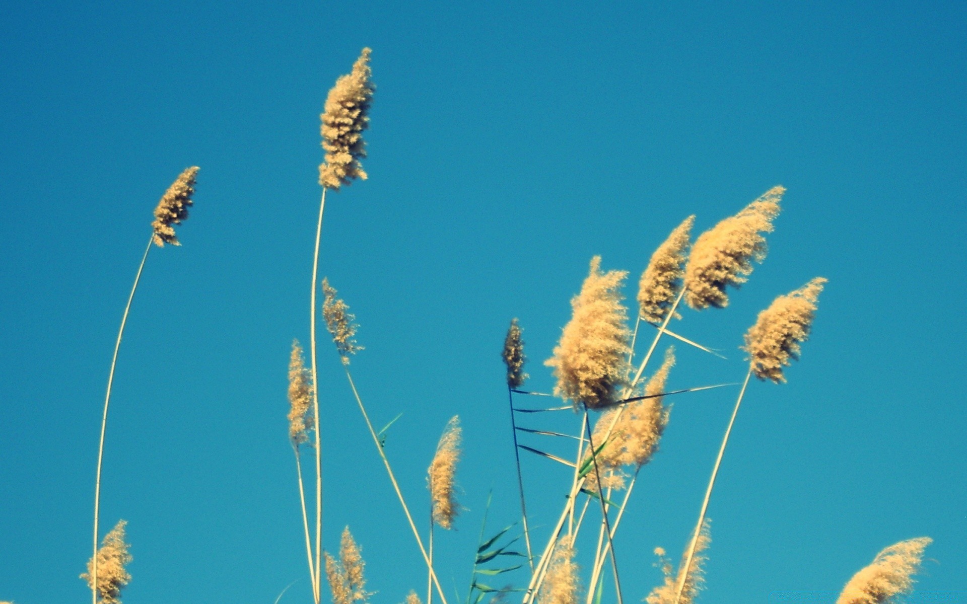 himmel sommer reed natur samen gras wachstum himmel sonne des ländlichen feld im freien gutes wetter flora jahreszeit weizen schale hell flocken stroh