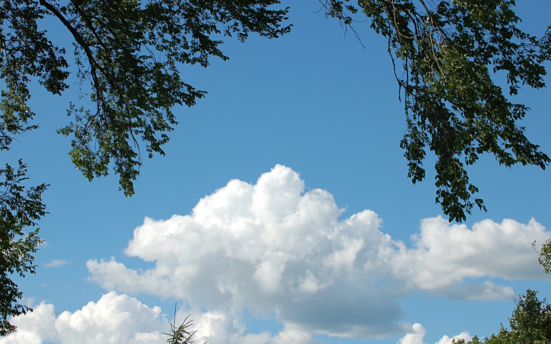 ciel nature arbre ciel paysage extérieur été beau temps feuille soleil météo bois environnement lumineux lumière du jour