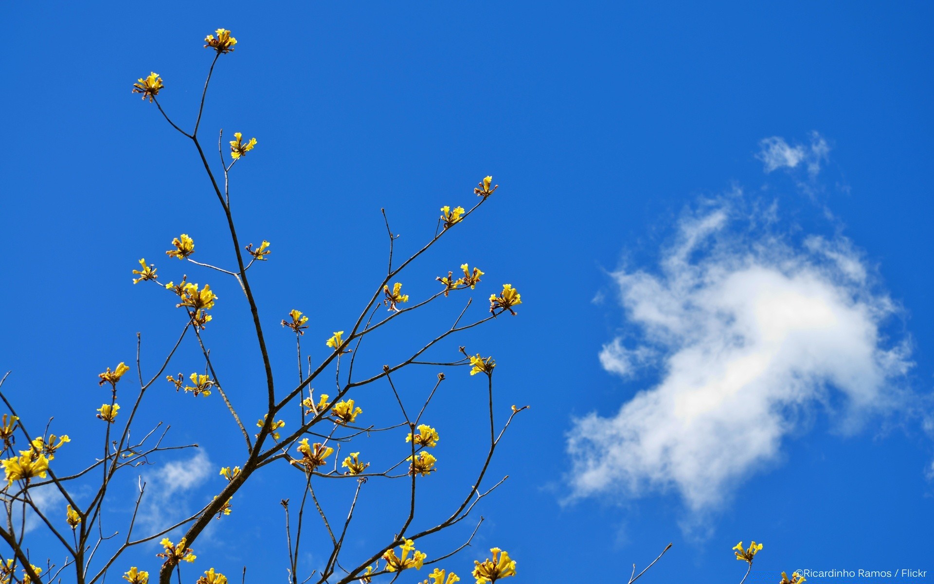 the sky nature flower tree flora growth sky branch outdoors leaf summer