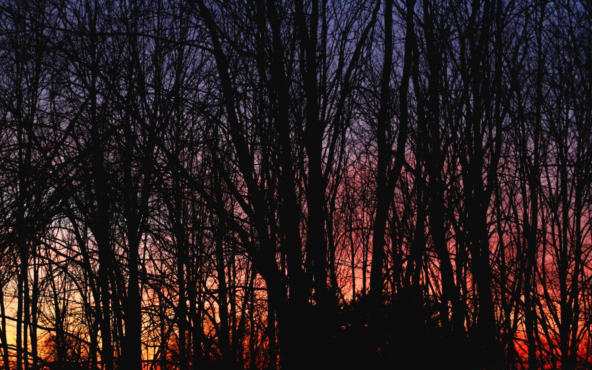 the sky tree wood dawn landscape nature fall fair weather park sun outdoors environment fog leaf