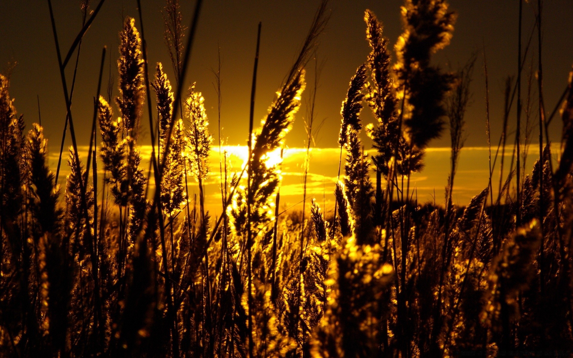 cielo paisaje sol oro puesta de sol amanecer naturaleza campo luz cereal al aire libre rural buen tiempo verano noche cielo