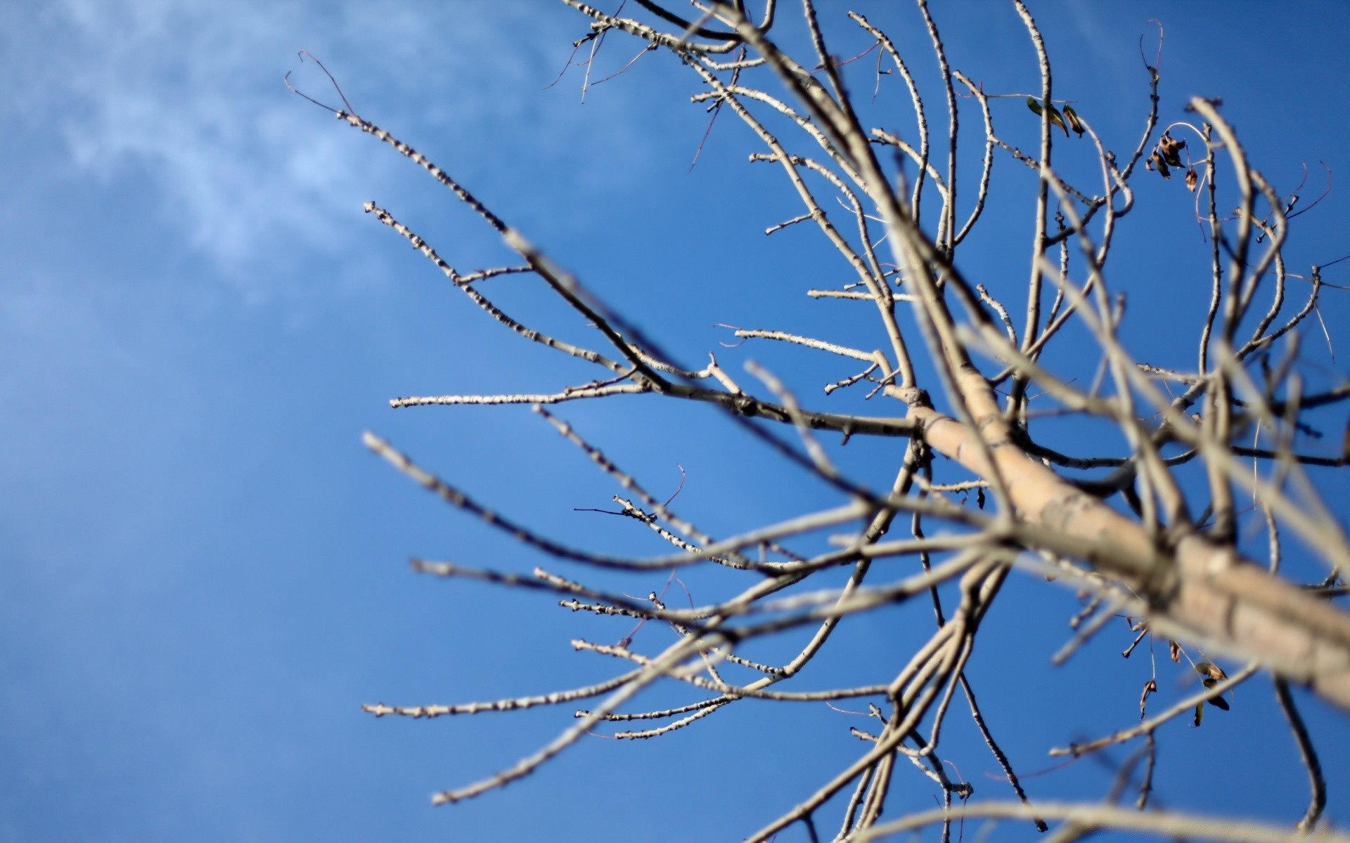 the sky sky nature tree winter branch frost outdoors fair weather weather flora snow leaf blue sky wood season landscape sun