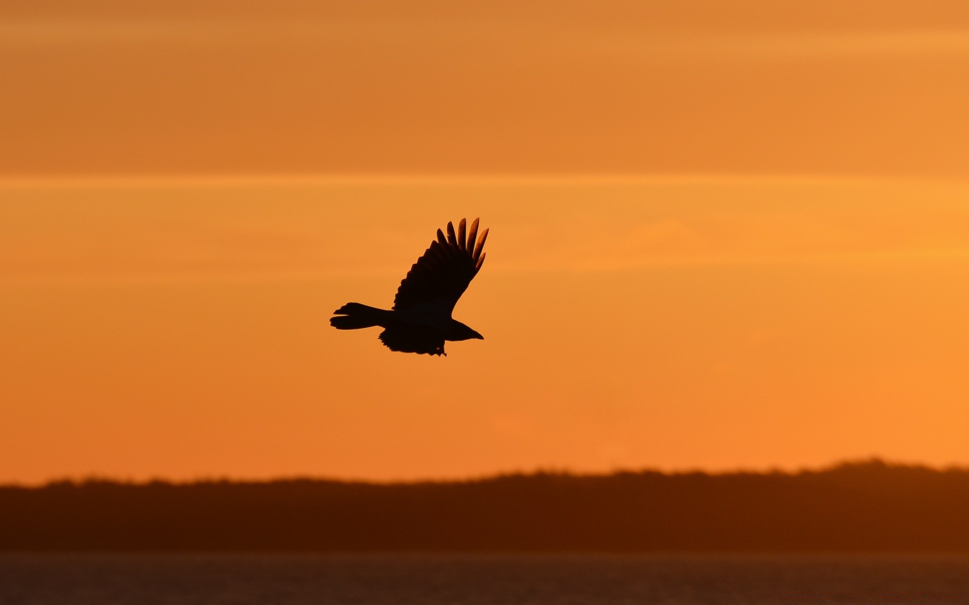 the sky bird sunset dusk dawn evening sky raptor outdoors wildlife water backlit nature