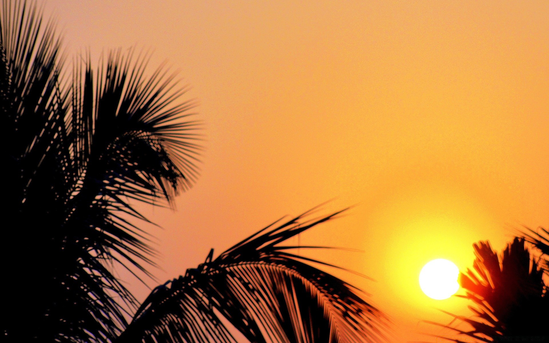 ciel coucher de soleil soleil aube soir crépuscule en plein air rétro-éclairé silhouette ciel nature été beau temps tropical plage